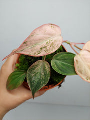 Philodendron Micans Pink Variegata