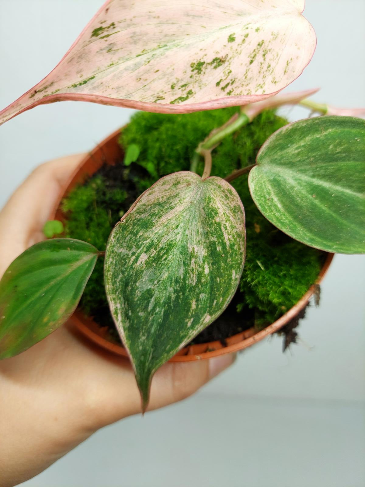 Philodendron Micans Pink Variegata