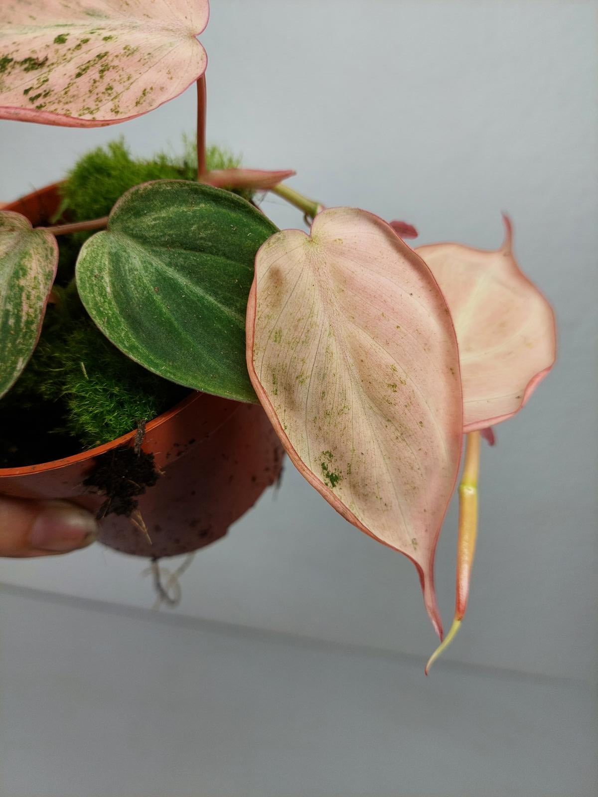 Philodendron Micans Pink Variegata