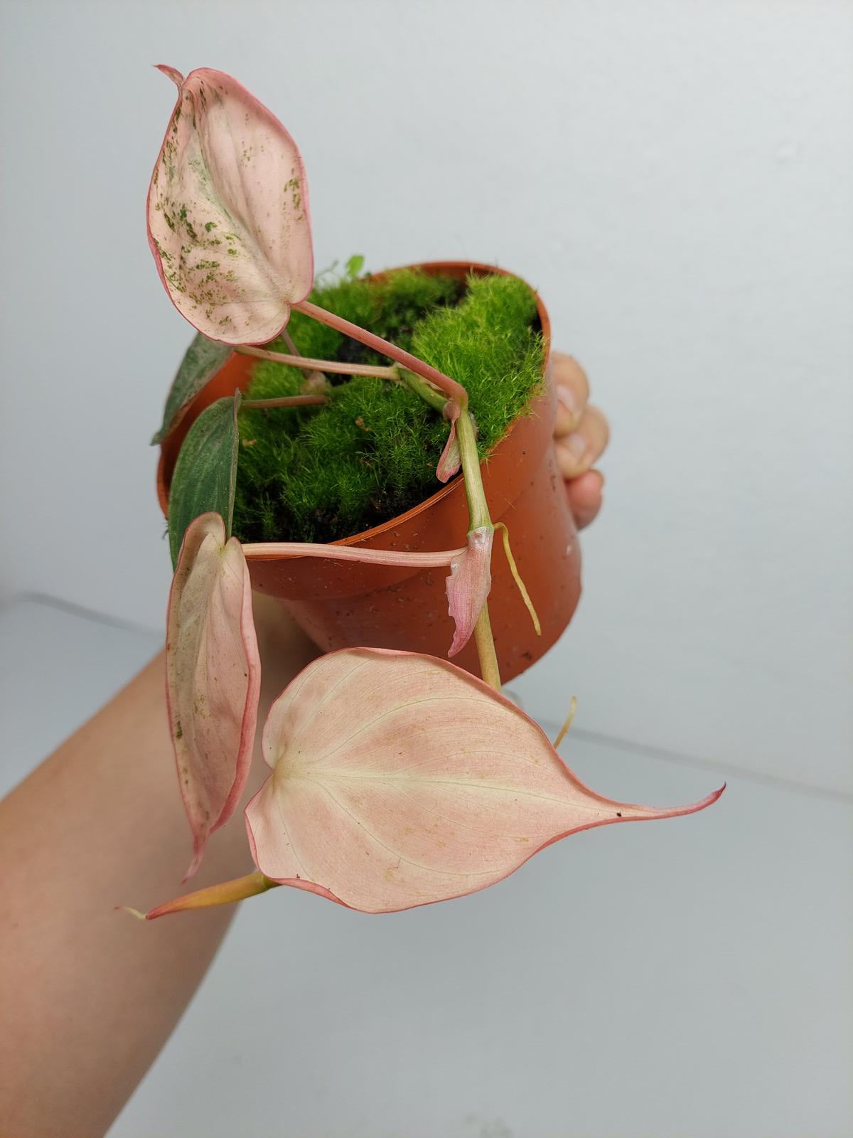 Philodendron Micans Pink Variegata