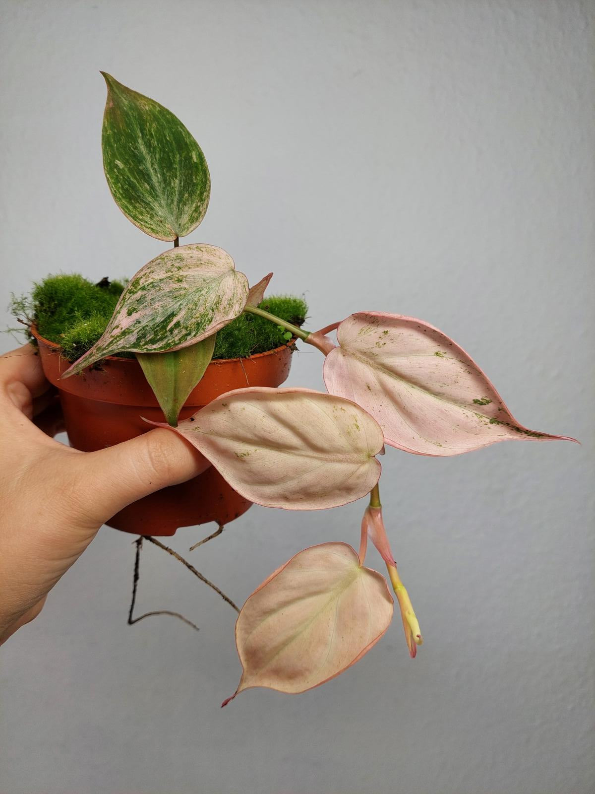 Philodendron Micans Pink Variegata