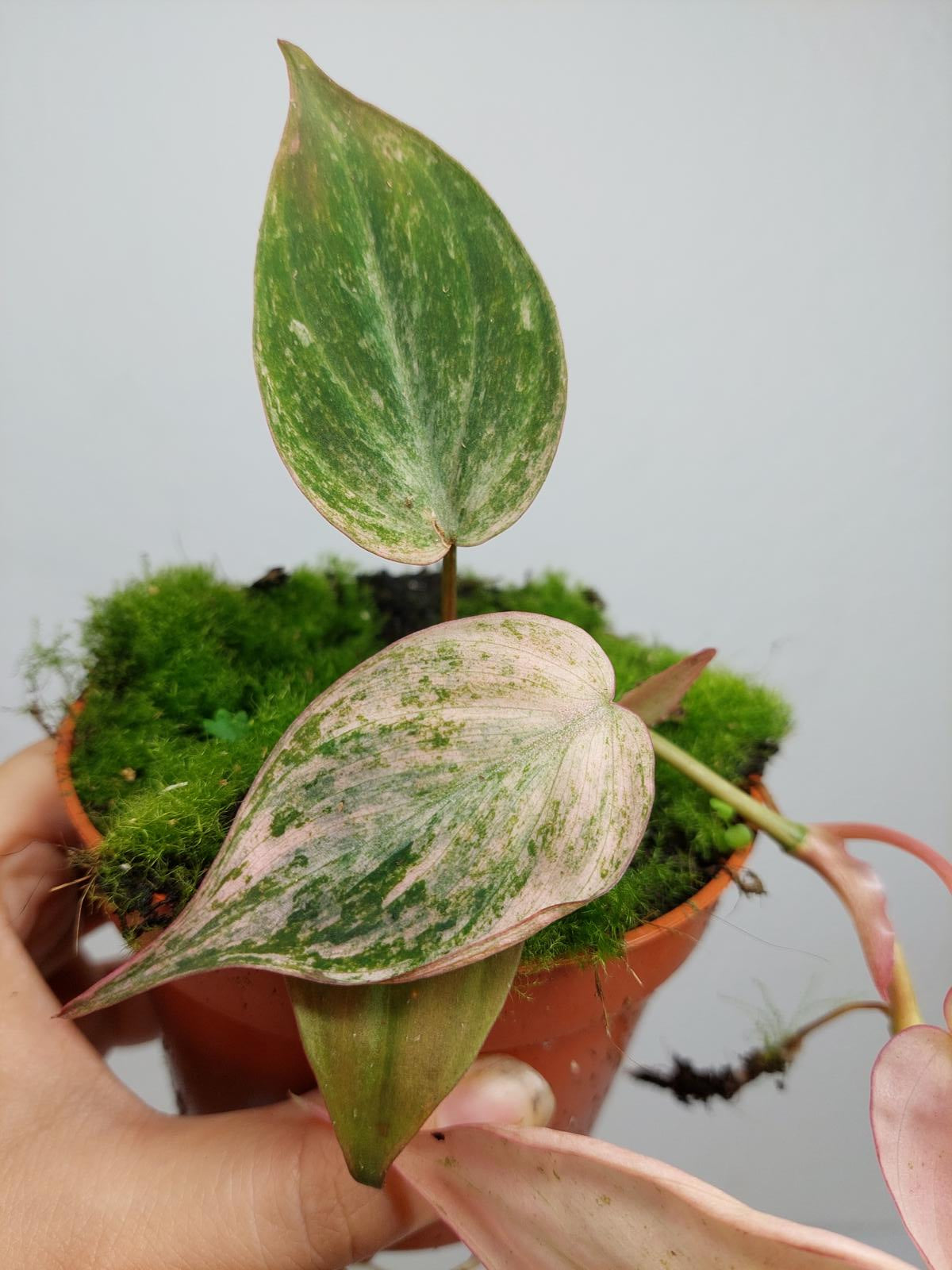 Philodendron Micans Pink Variegata