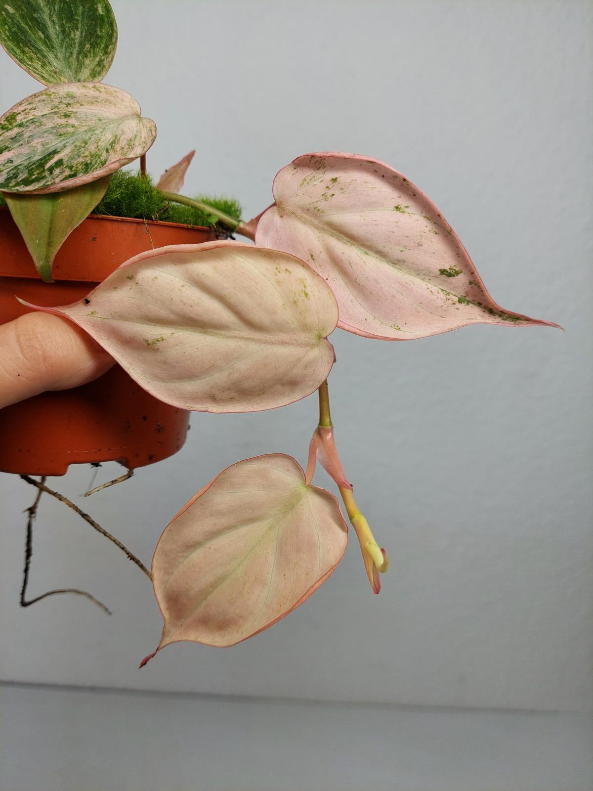 Philodendron Micans Pink Variegata