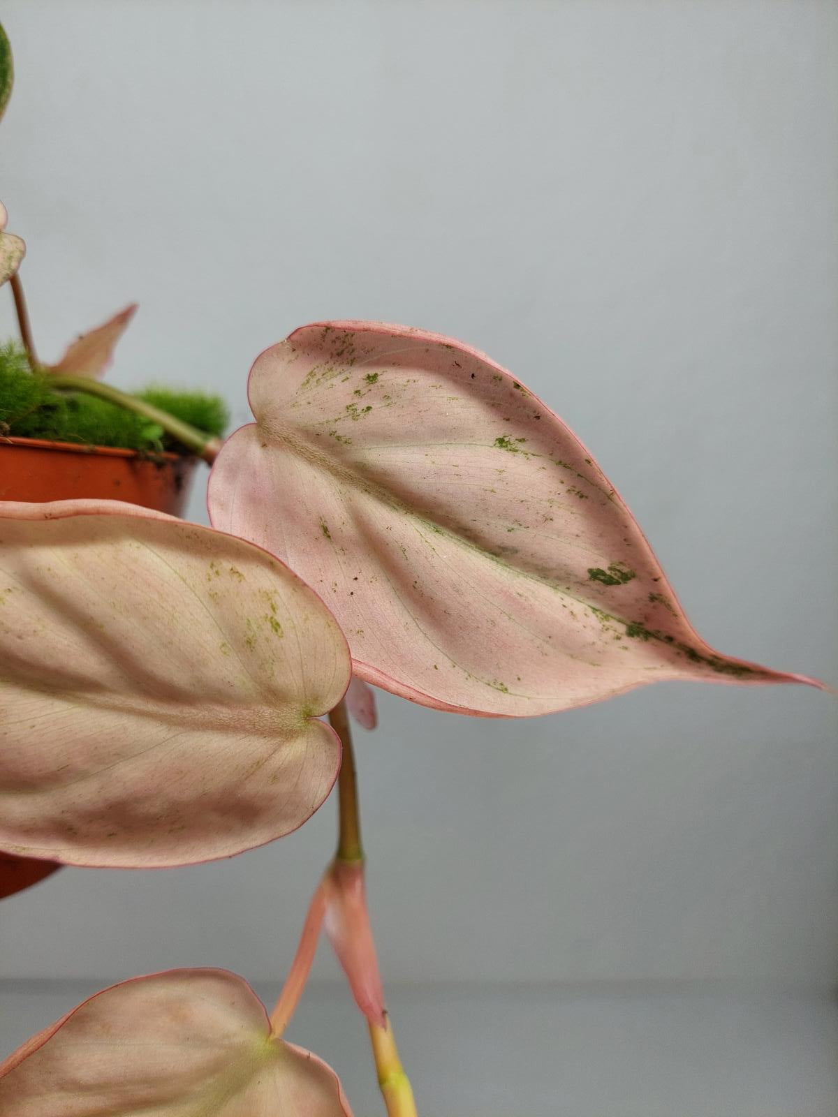 Philodendron Micans Pink Variegata