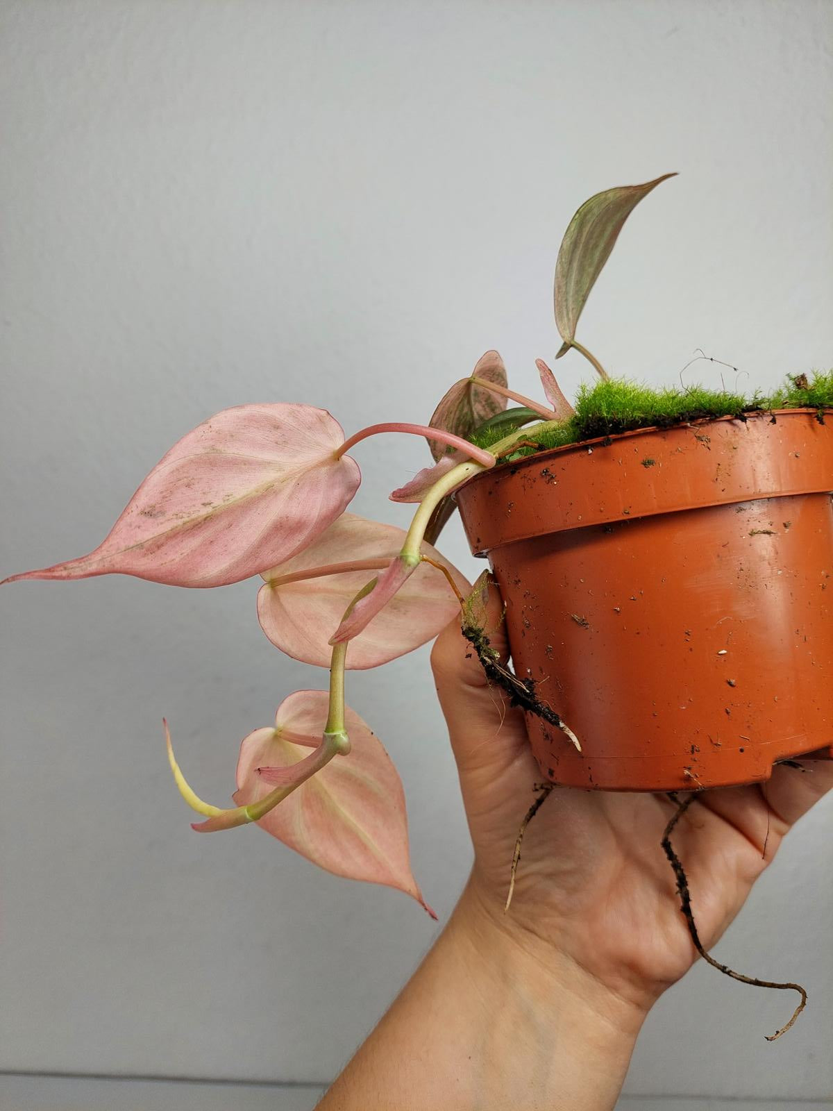 Philodendron Micans Pink Variegata