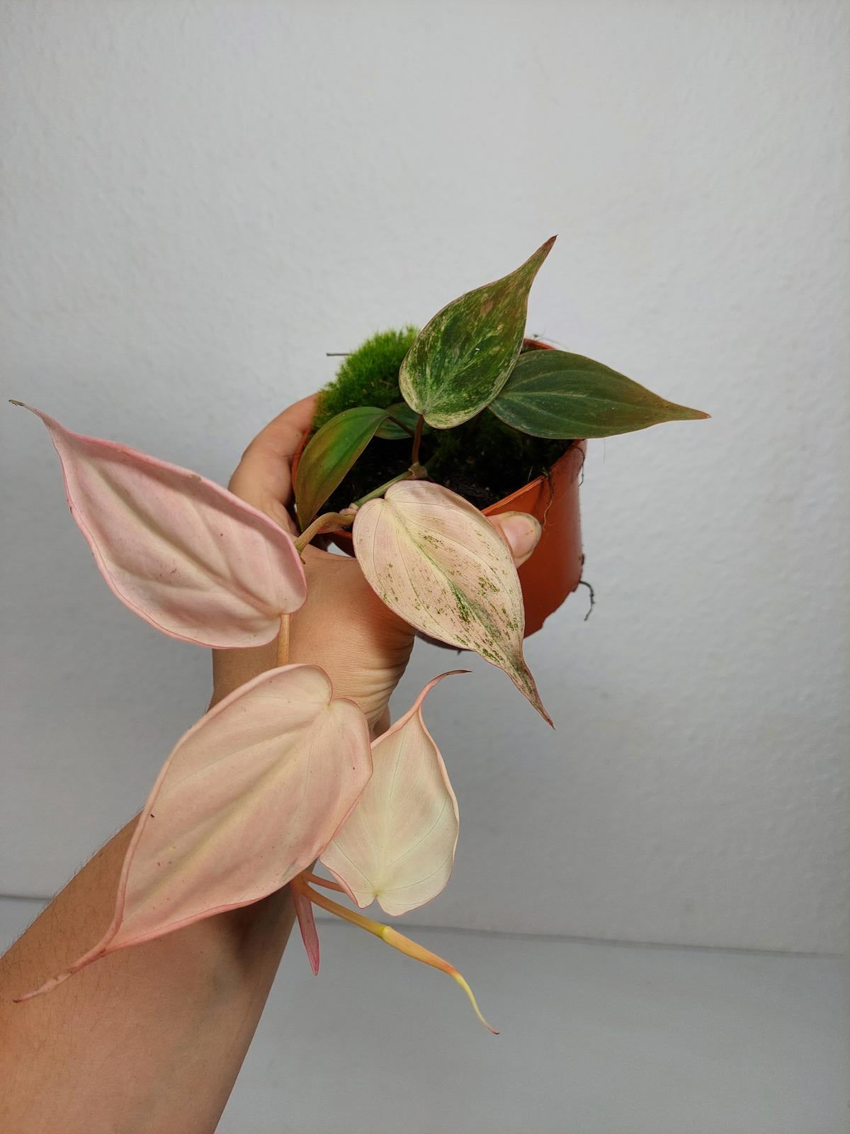 Philodendron Micans Pink Variegata
