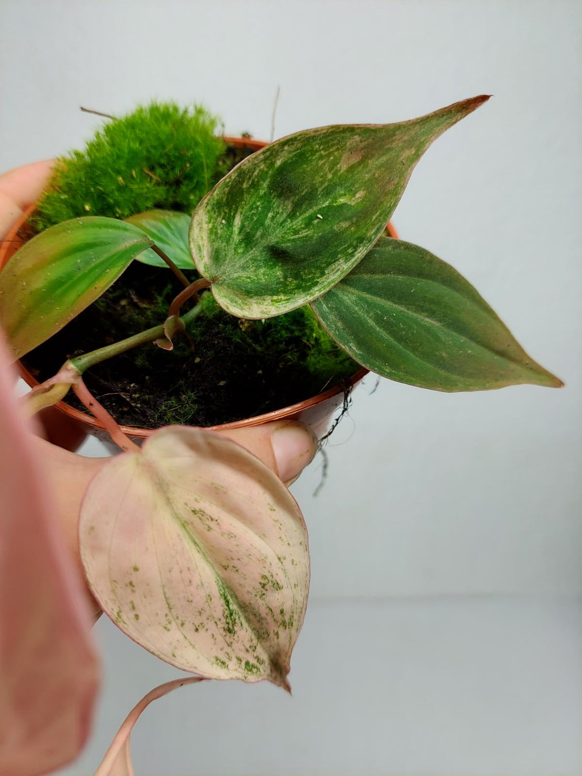 Philodendron Micans Pink Variegata