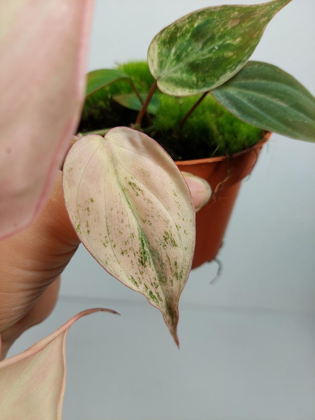Philodendron Micans Pink Variegata