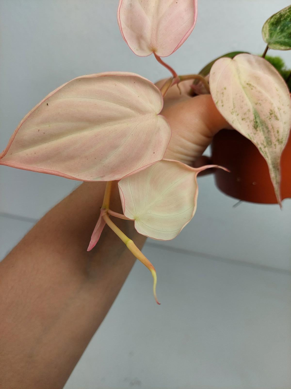 Philodendron Micans Pink Variegata