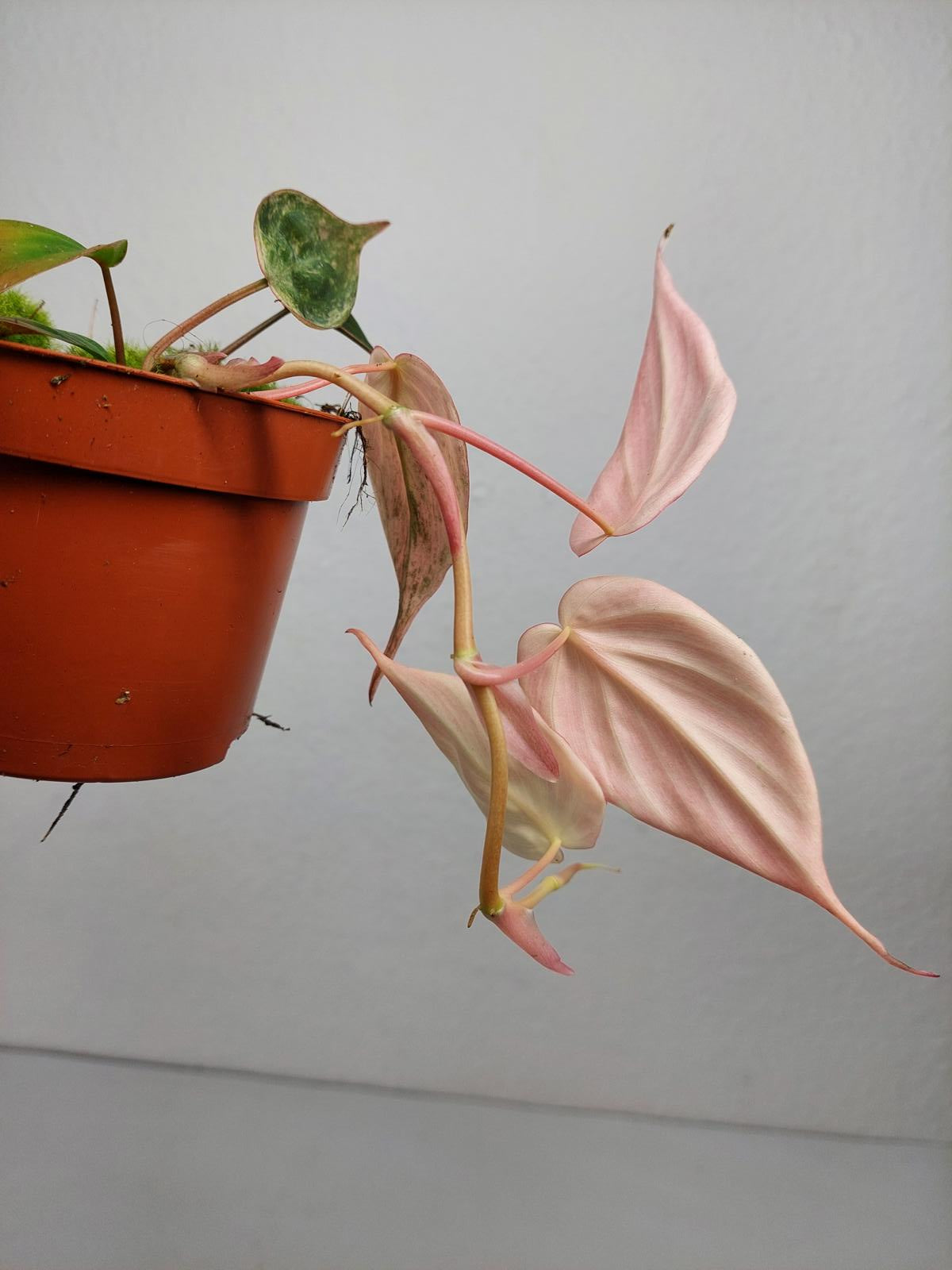 Philodendron Micans Pink Variegata
