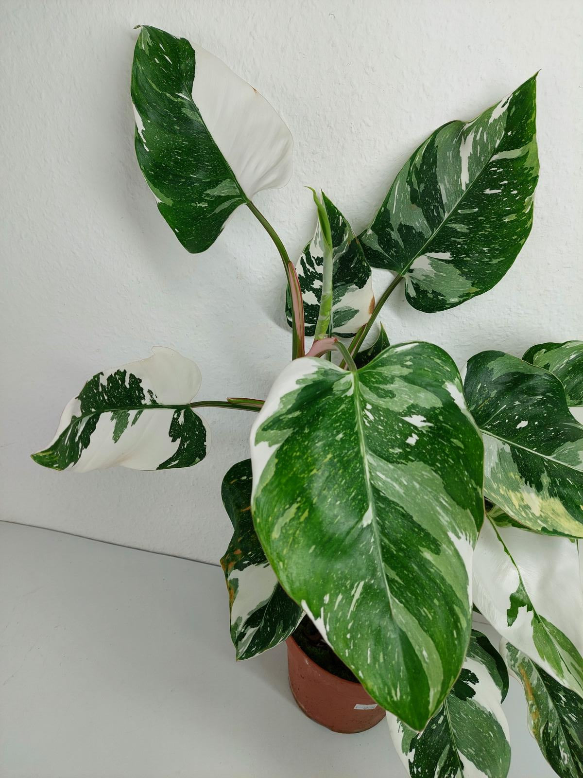Philodendron White Princess
