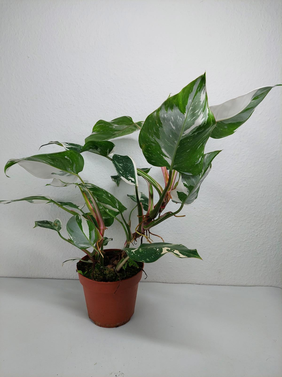 Philodendron White Princess