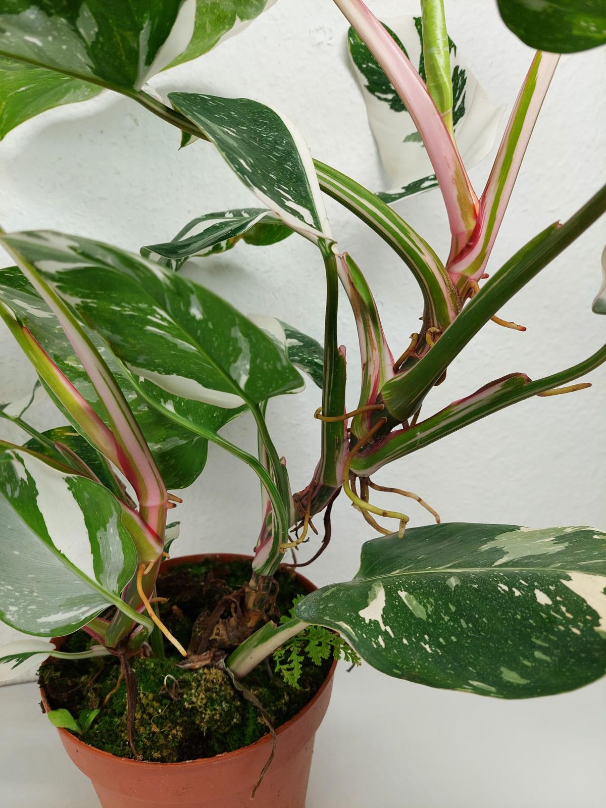 Philodendron White Princess