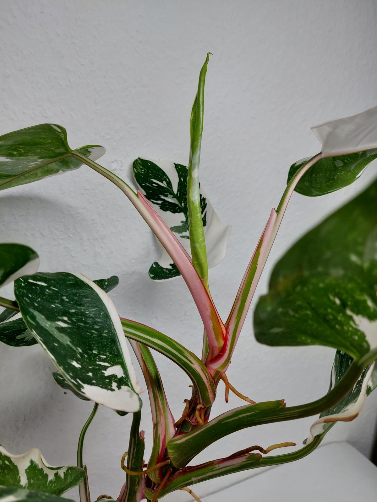 Philodendron White Princess