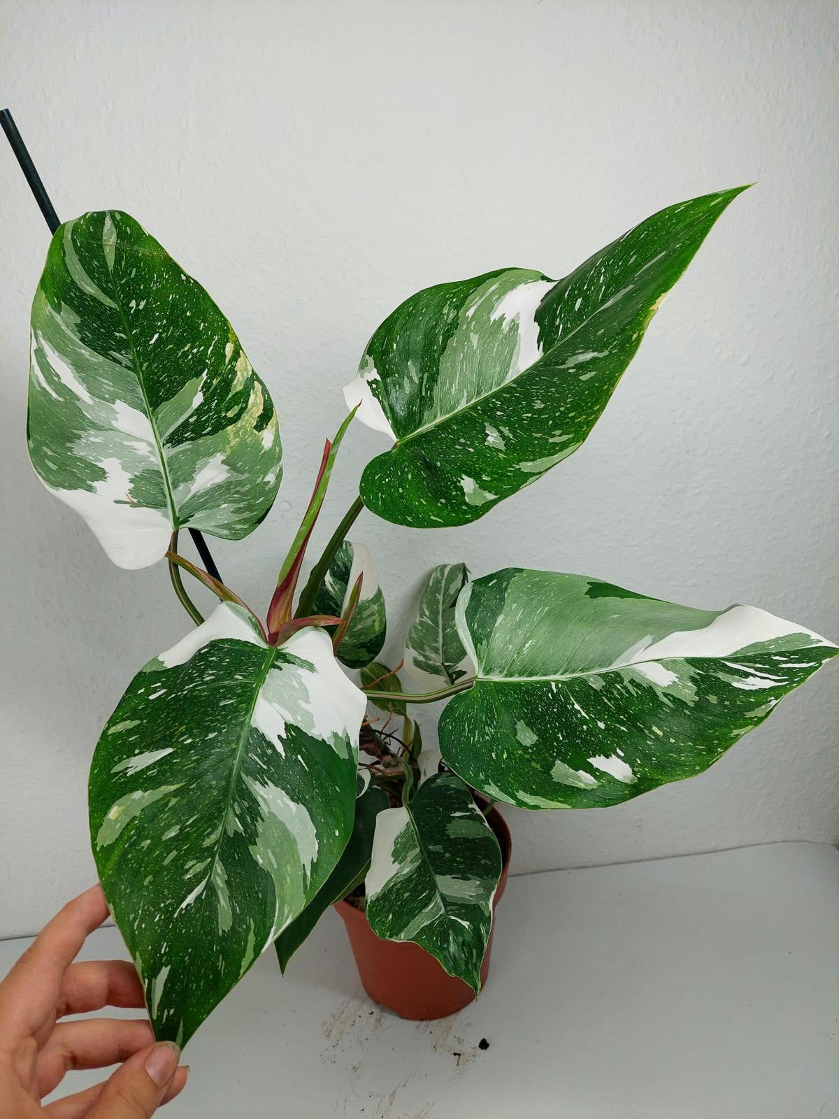 Philodendron White Princess