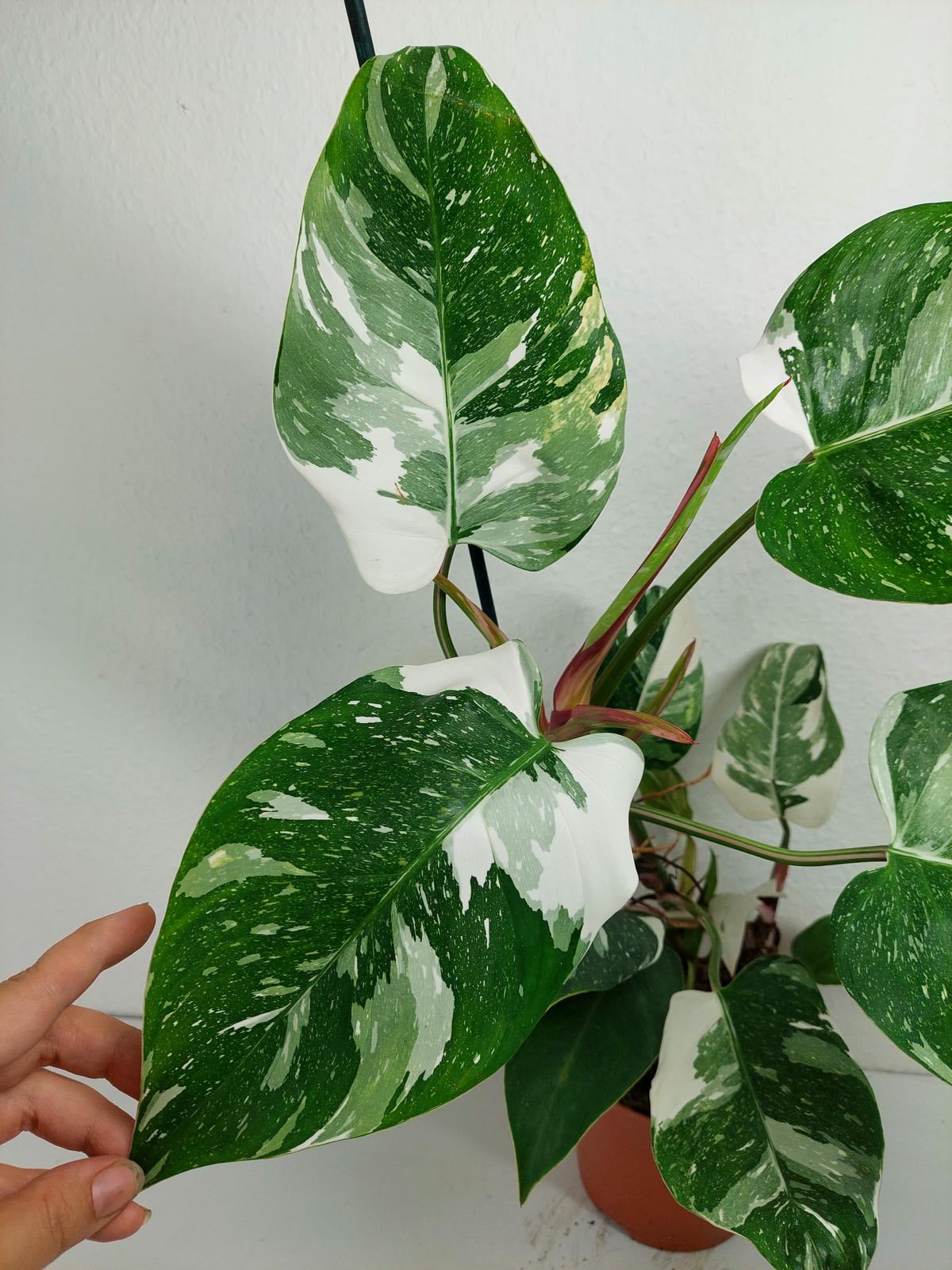 Philodendron White Princess