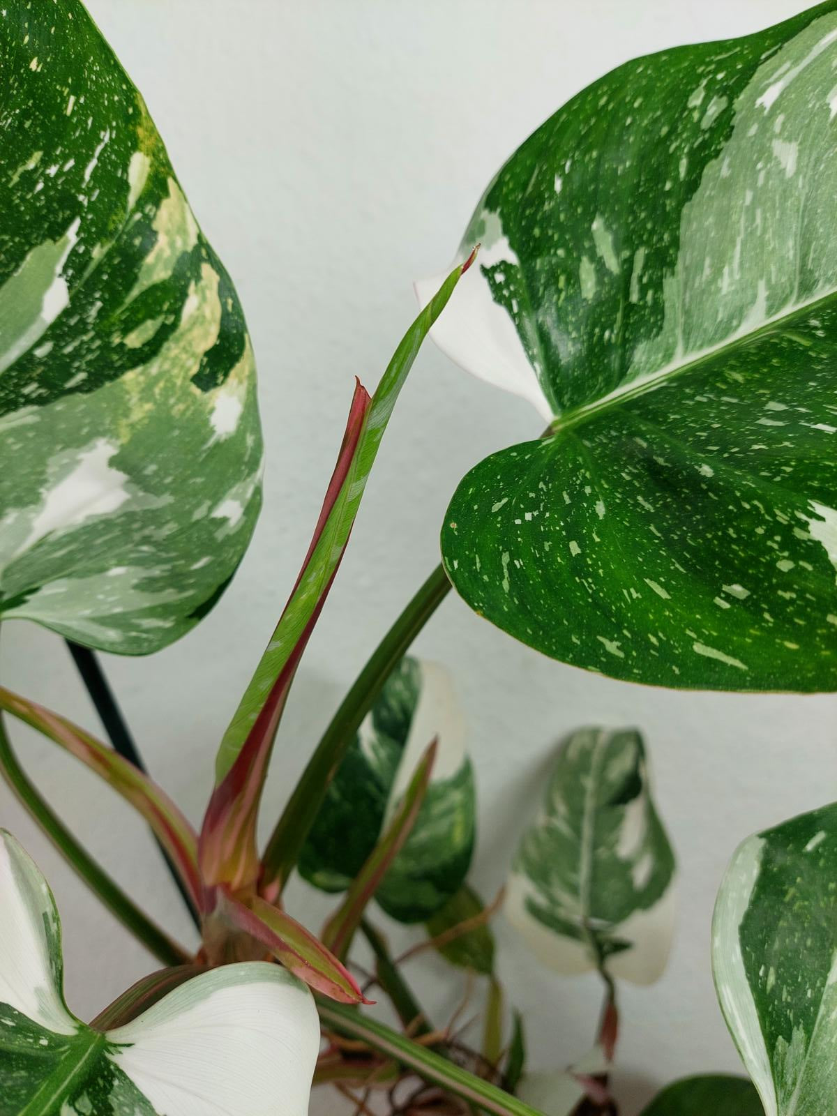 Philodendron White Princess