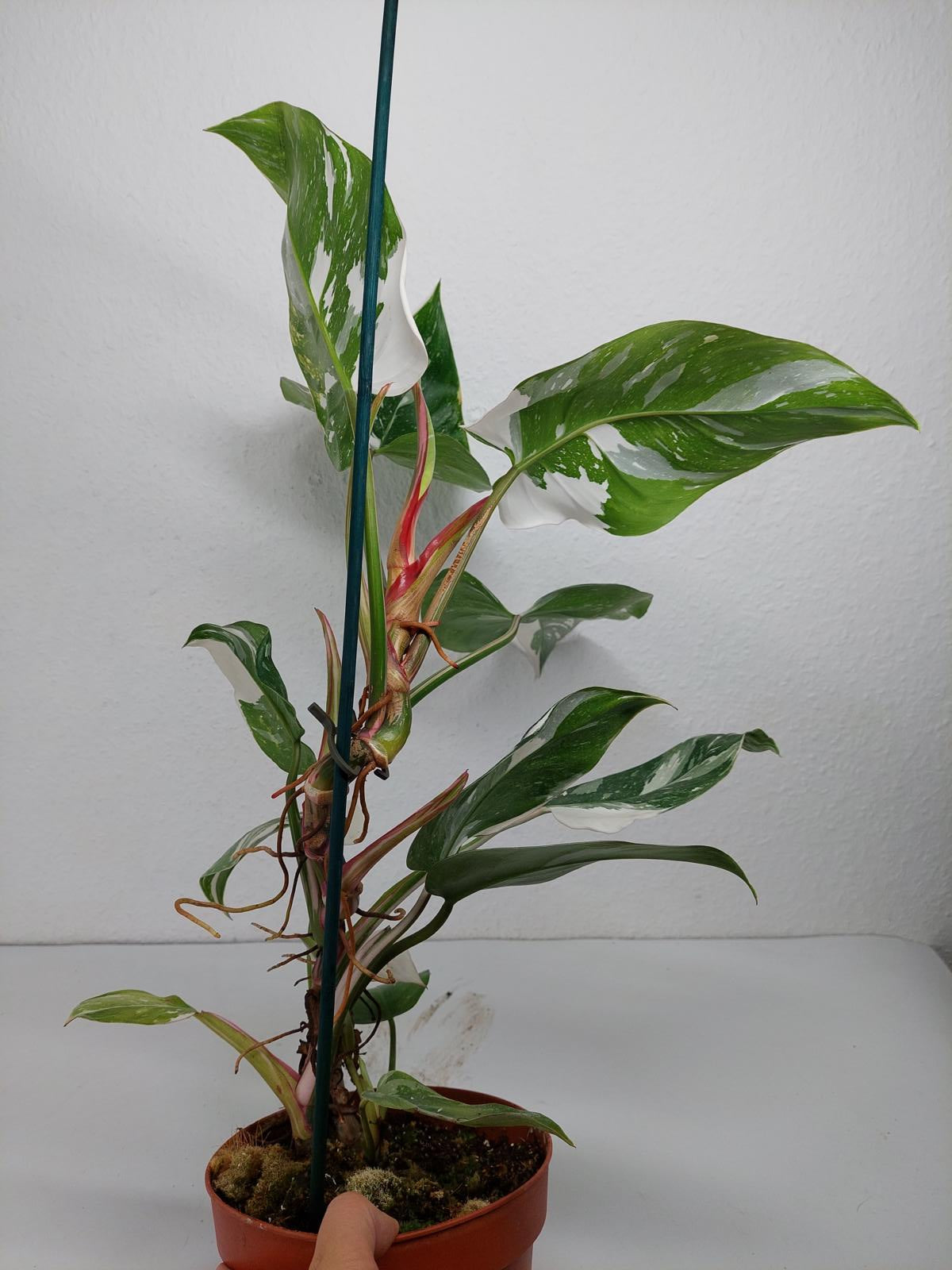 Philodendron White Princess