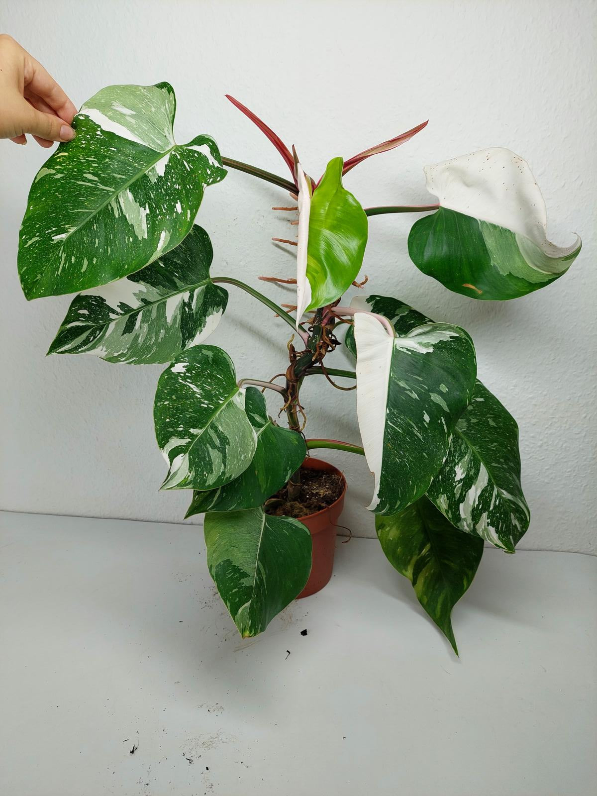 Philodendron White Princess