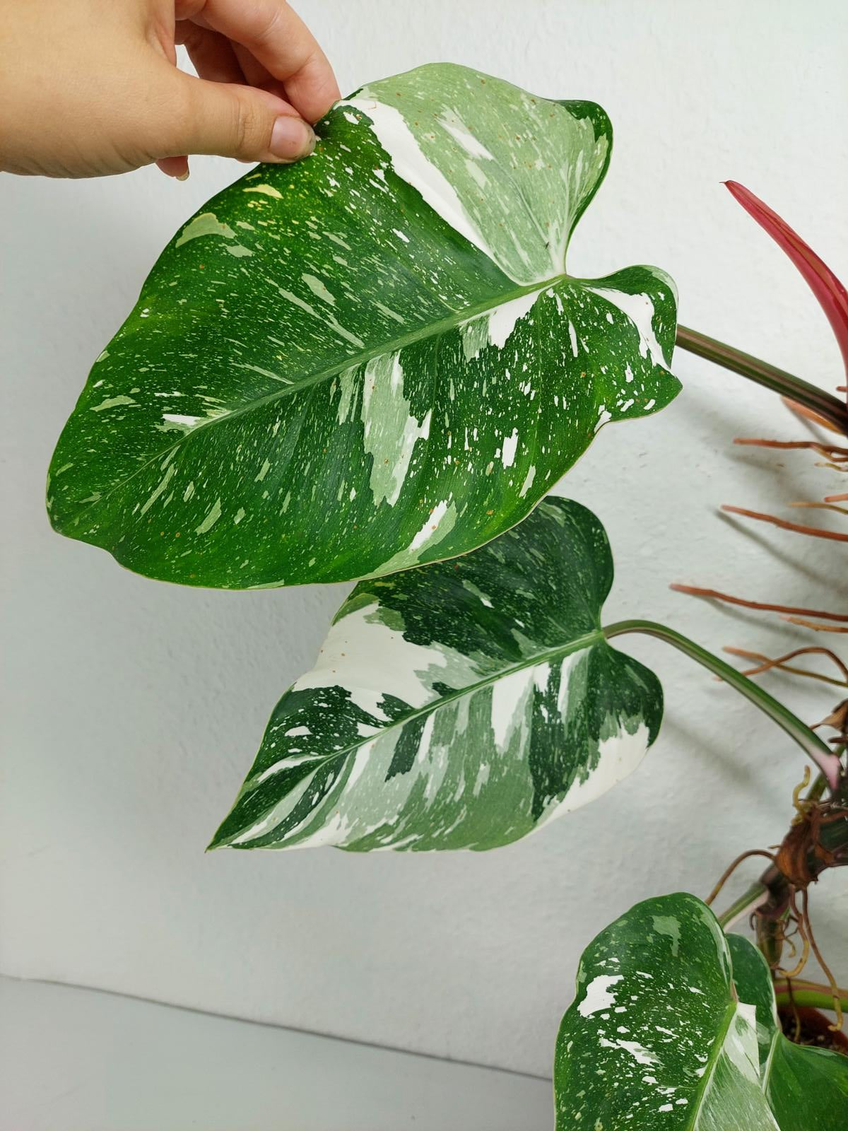 Philodendron White Princess