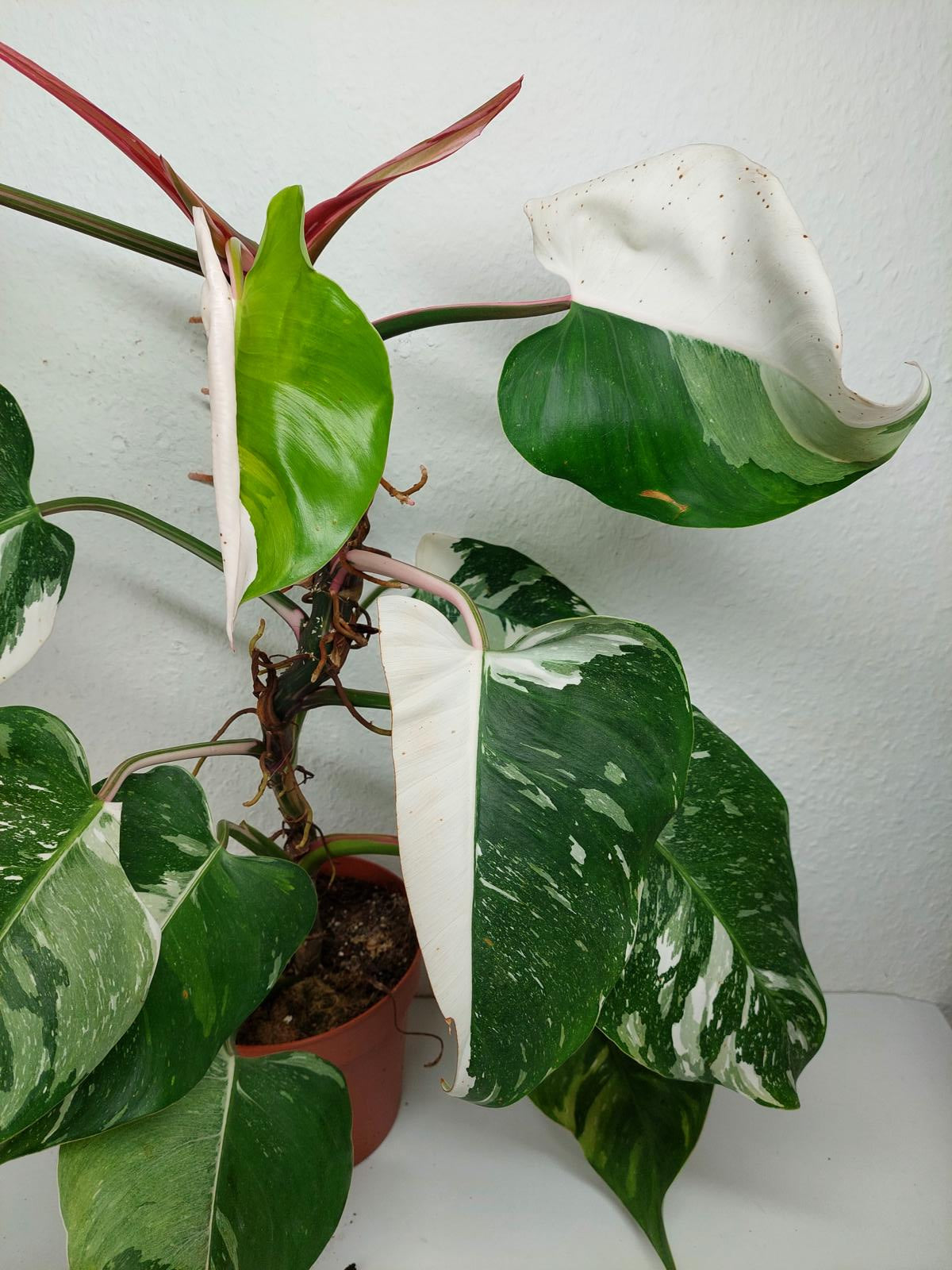 Philodendron White Princess