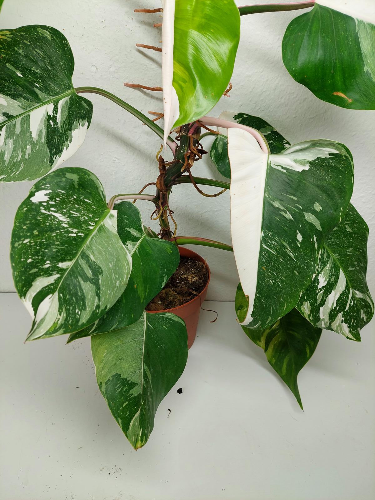 Philodendron White Princess