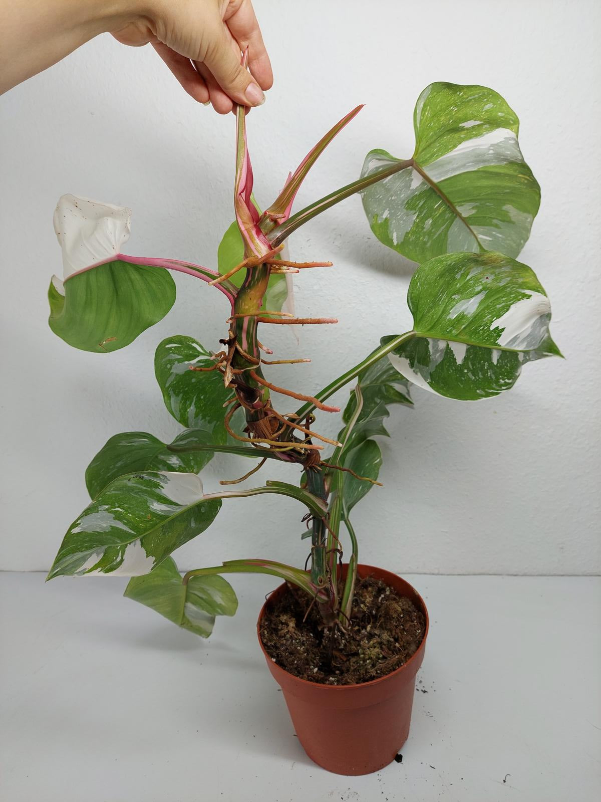 Philodendron White Princess
