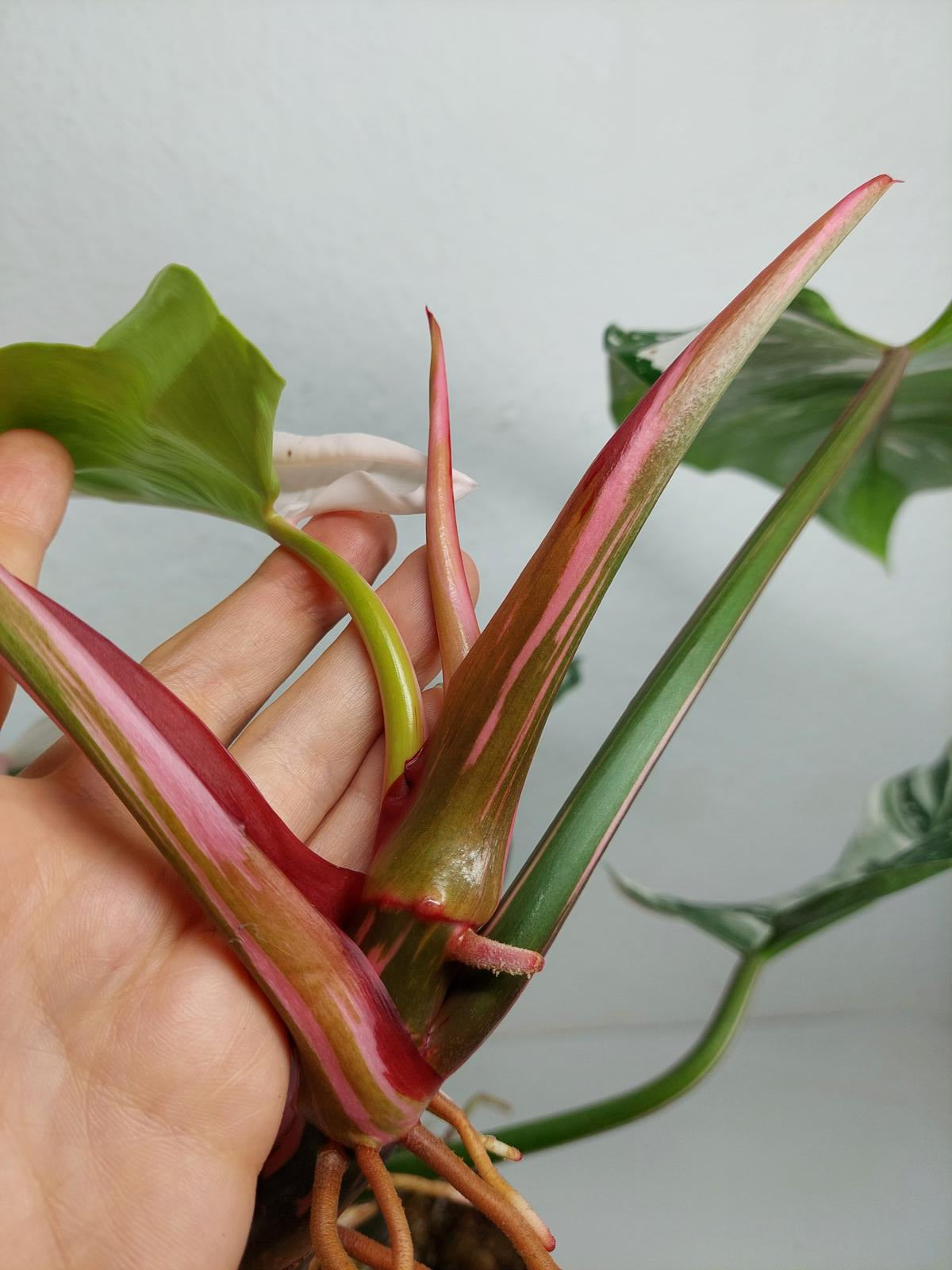 Philodendron White Princess