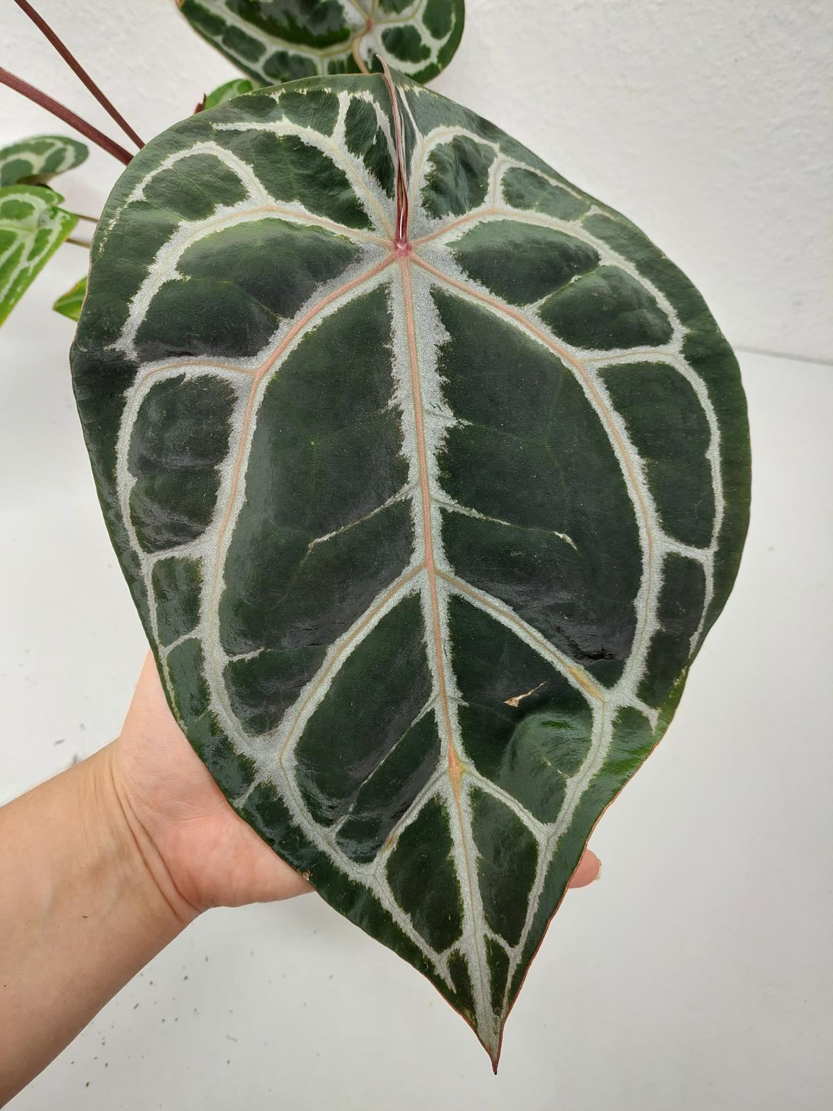 Anthurium Red Crystallinum NSE x Tezula