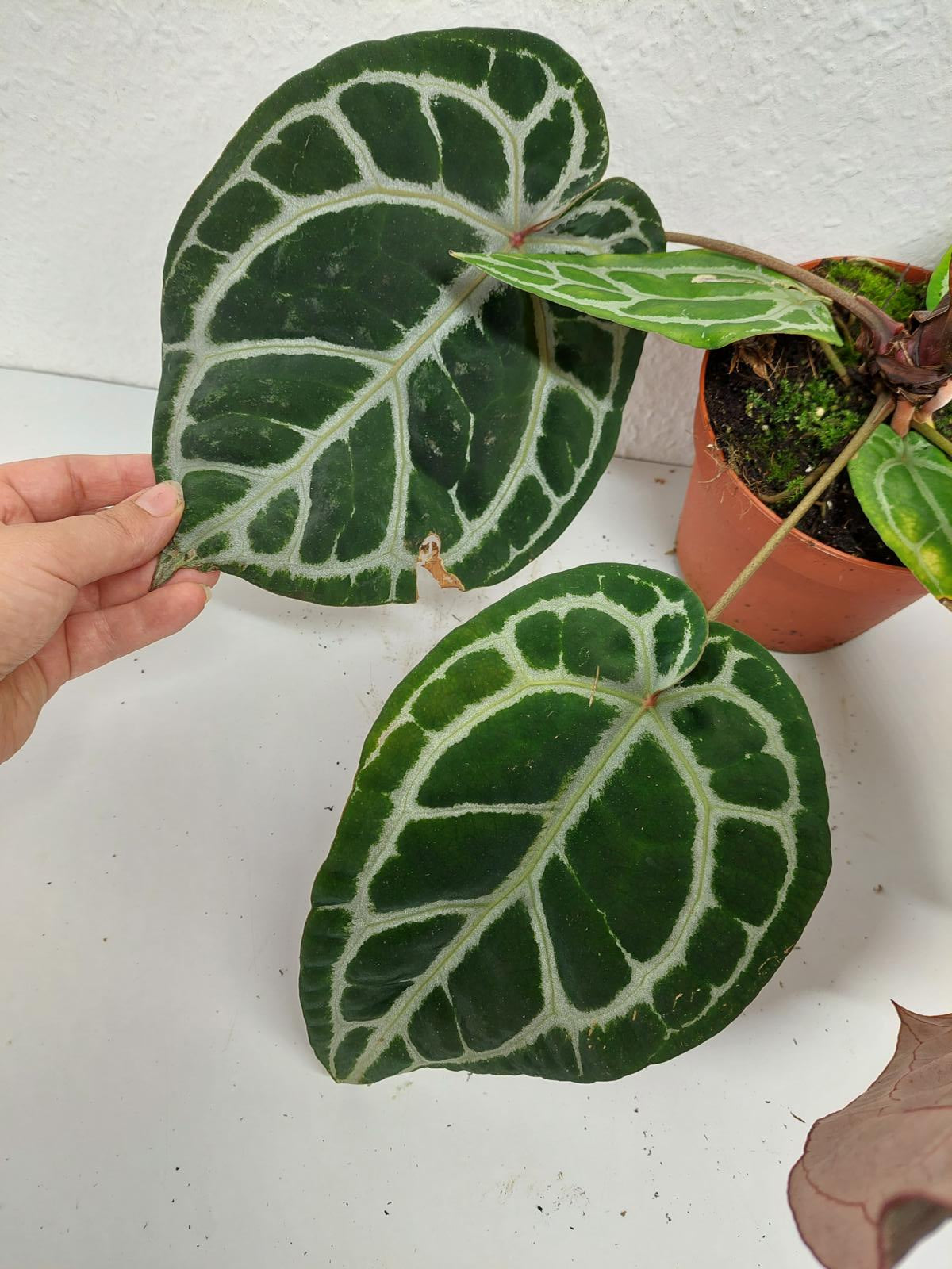 Anthurium Red Crystallinum NSE x Tezula