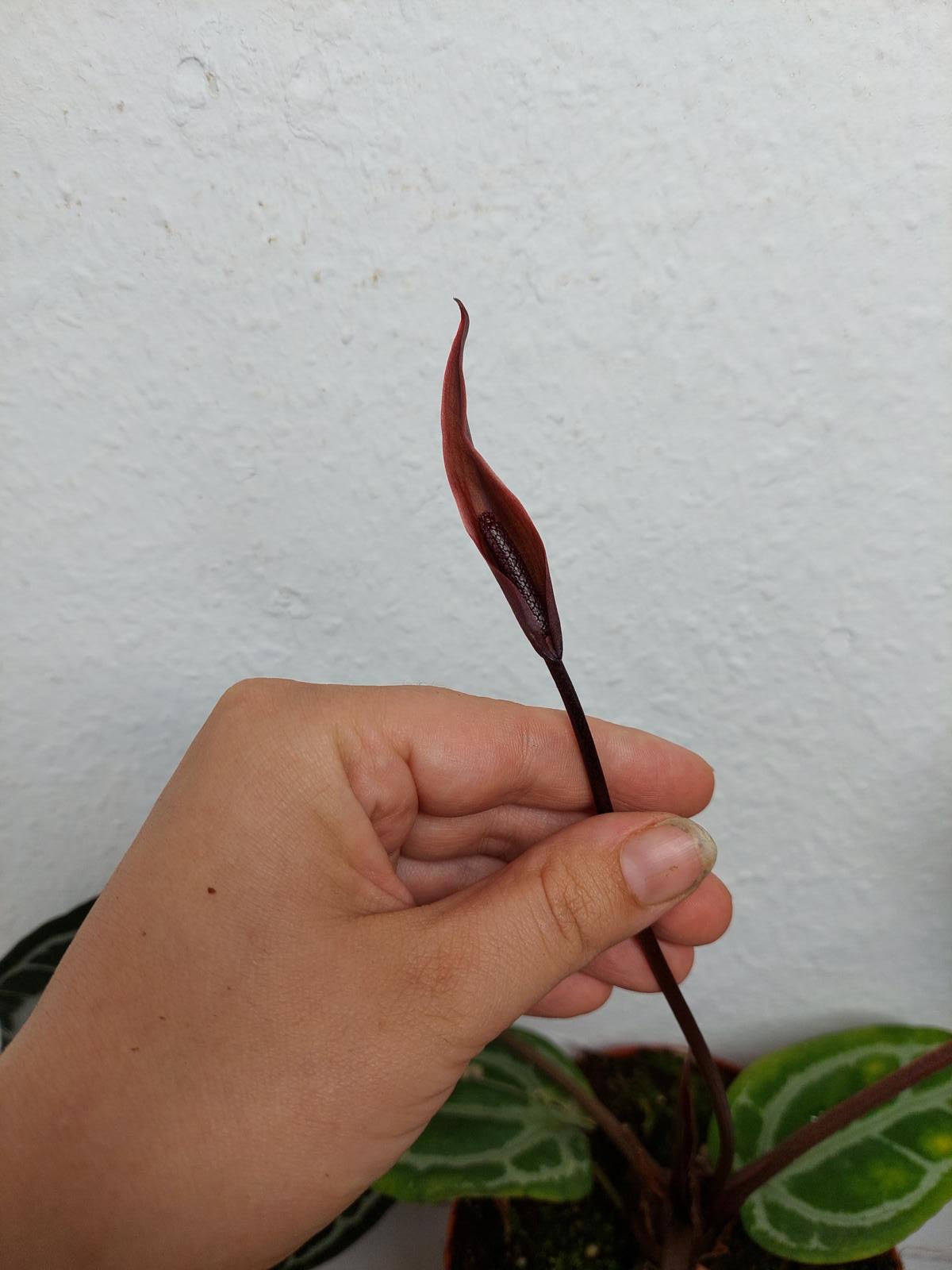 Anthurium Red Crystallinum NSE x Tezula