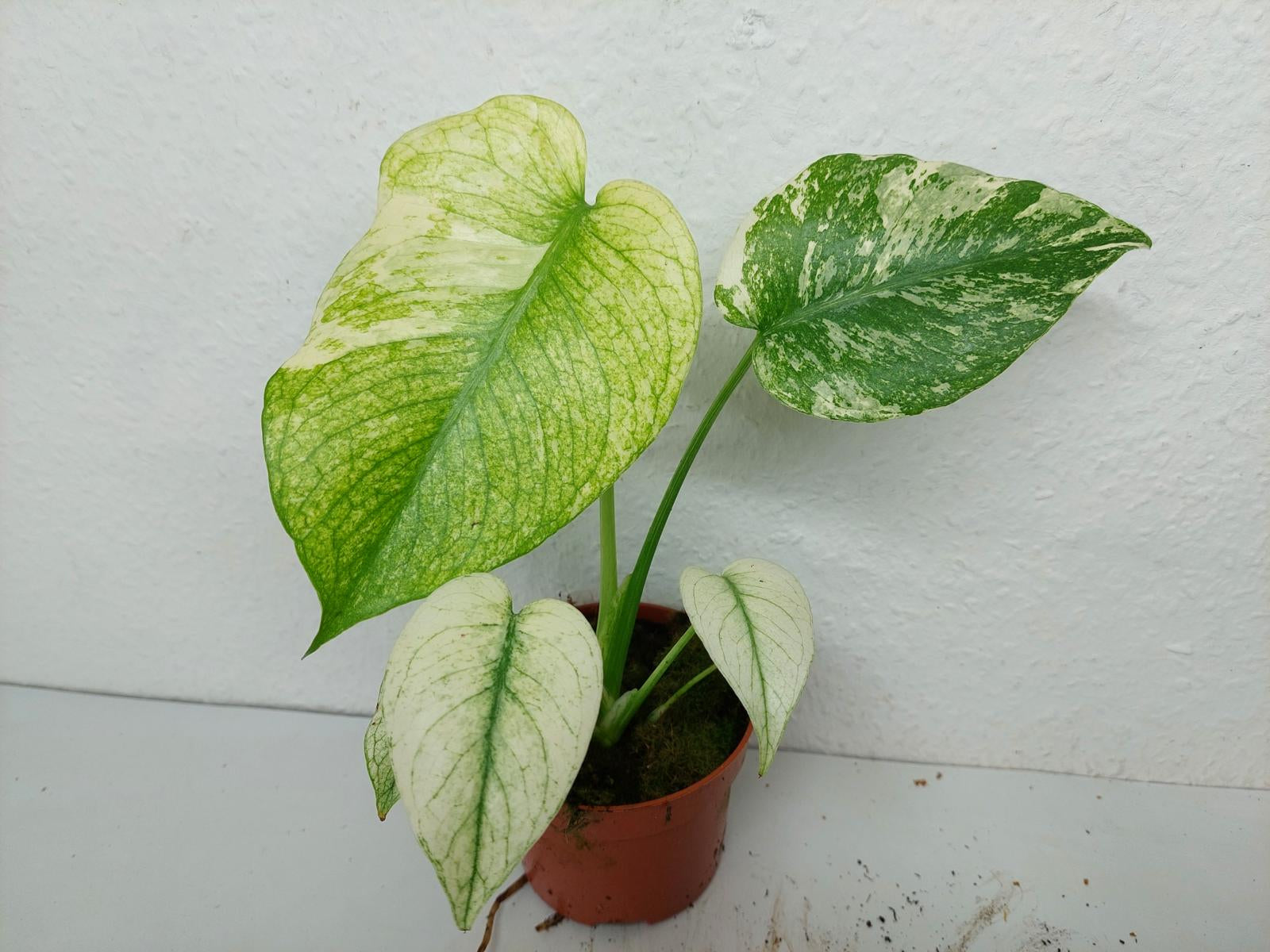 Monstera Mint