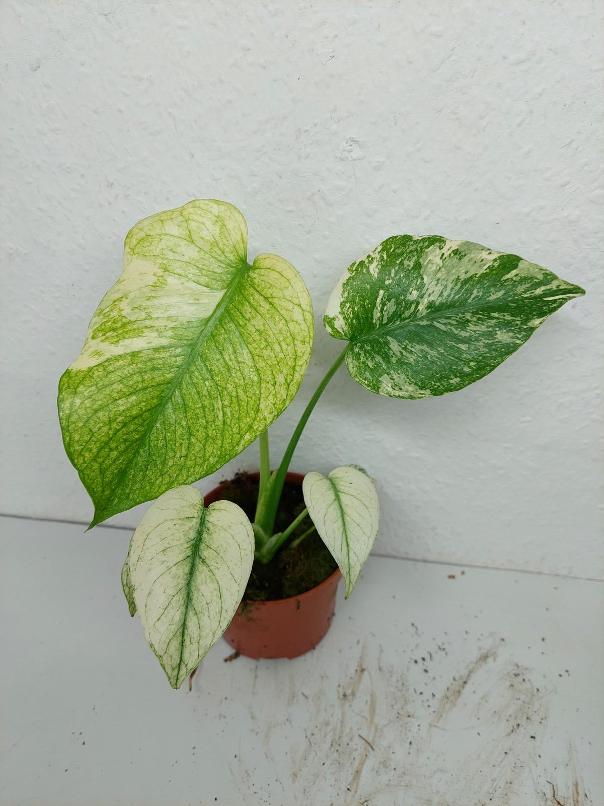 Monstera Mint