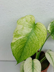 Monstera Mint