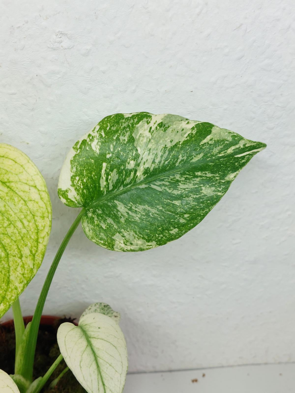 Monstera Mint
