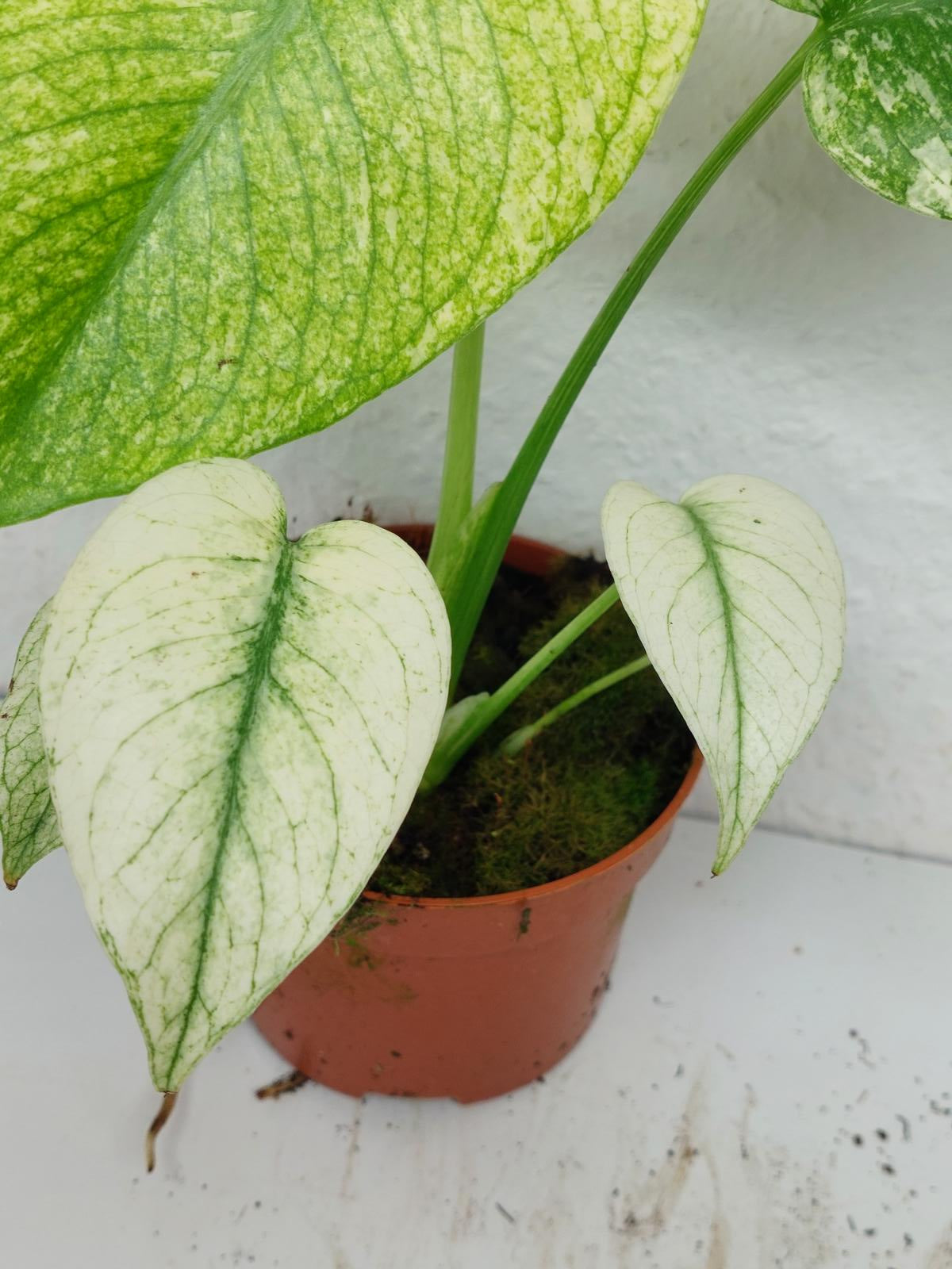 Monstera Mint