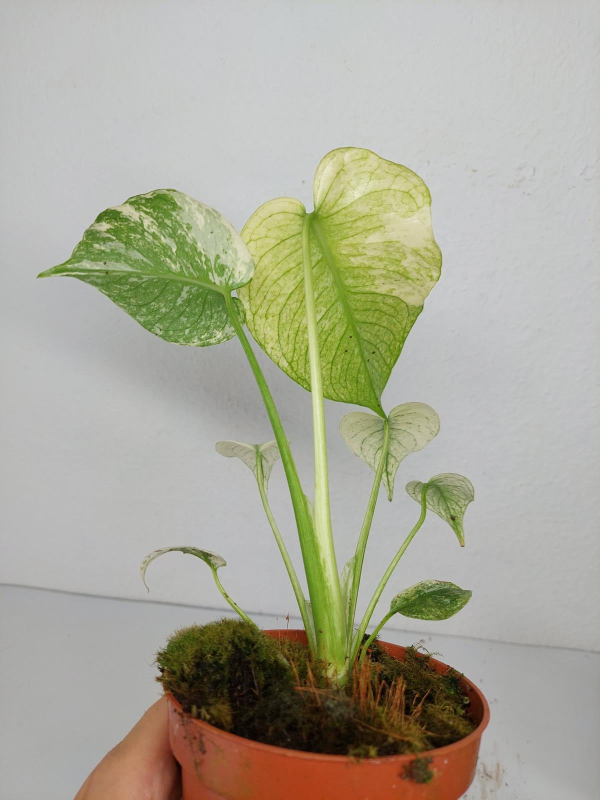 Monstera Mint