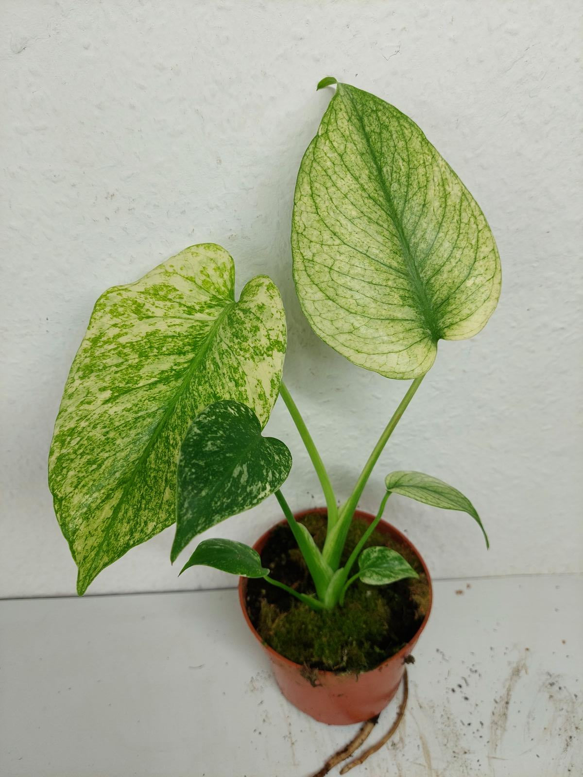 Monstera Mint