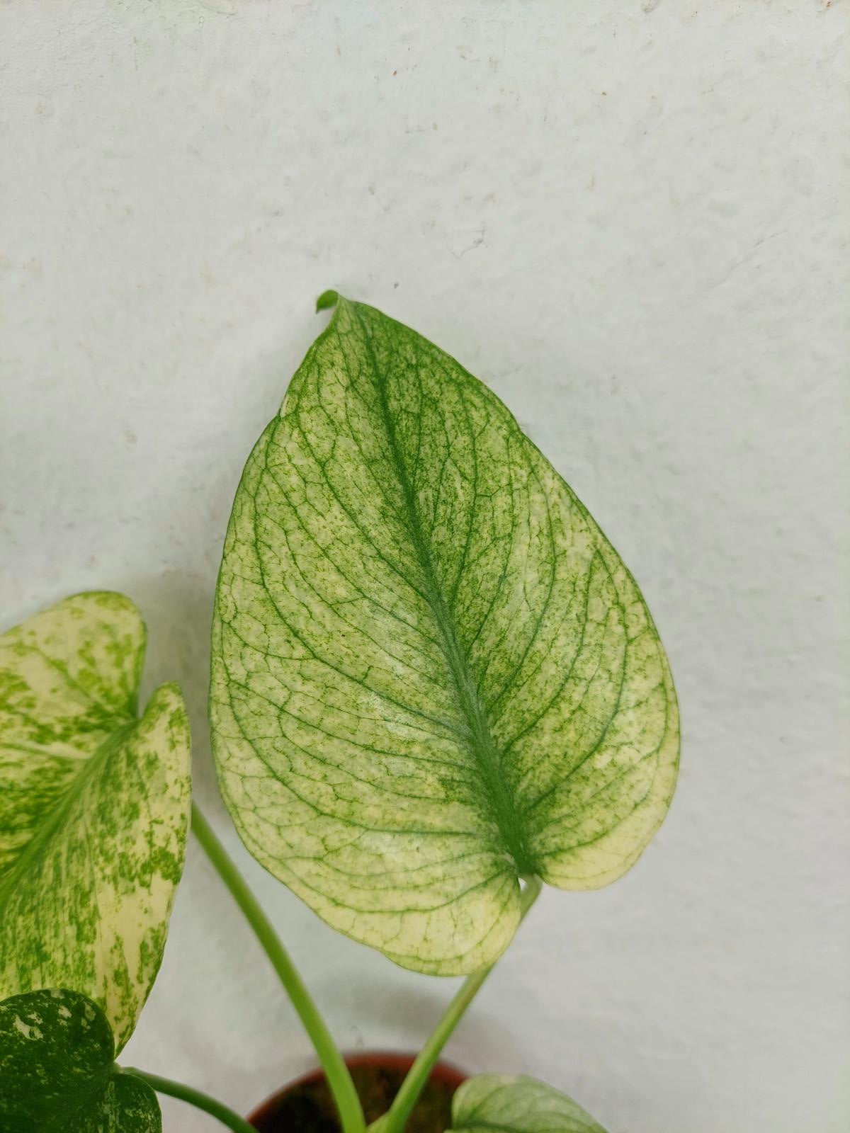 Monstera Mint