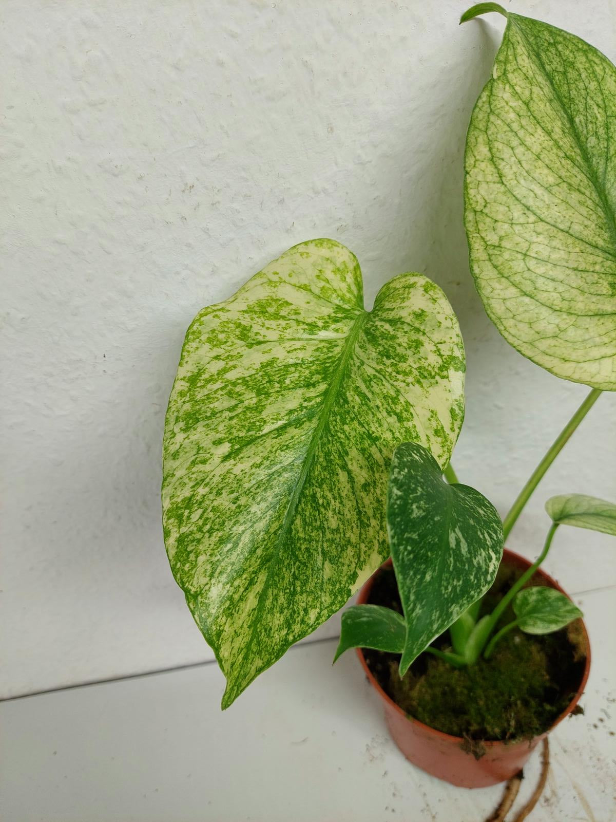 Monstera Mint