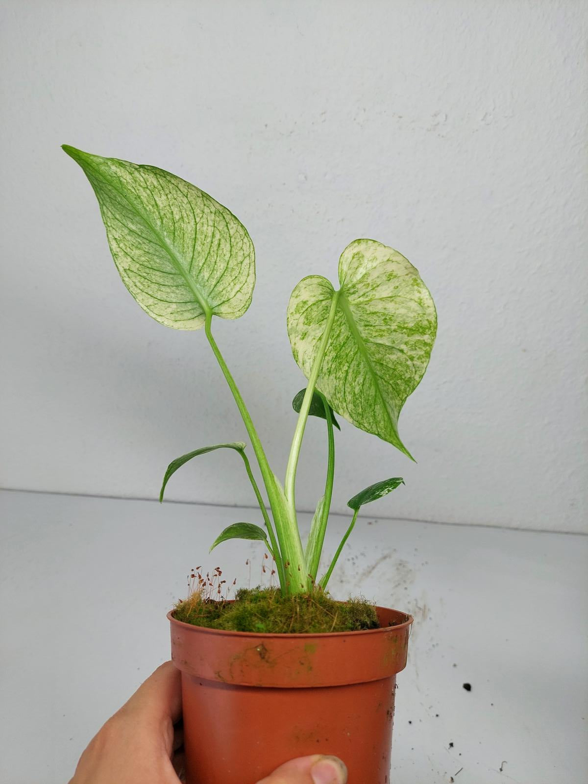 Monstera Mint