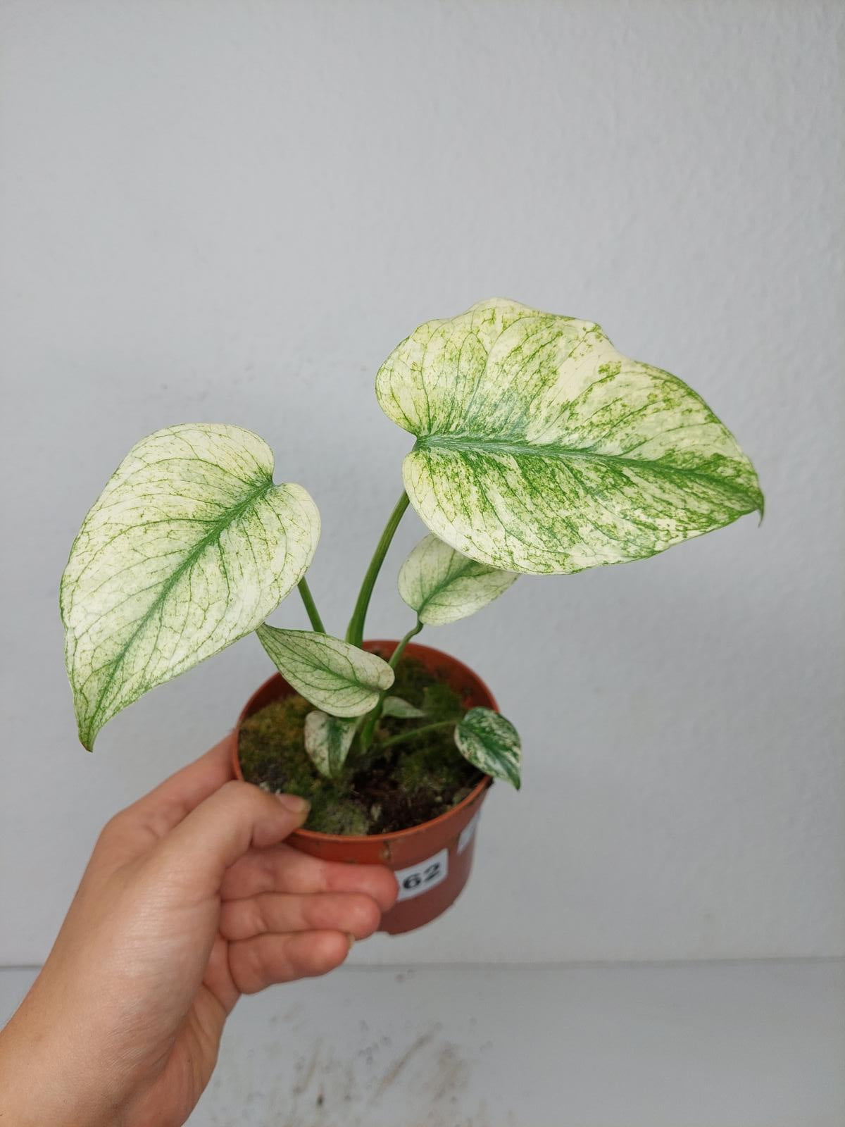 Monstera Mint