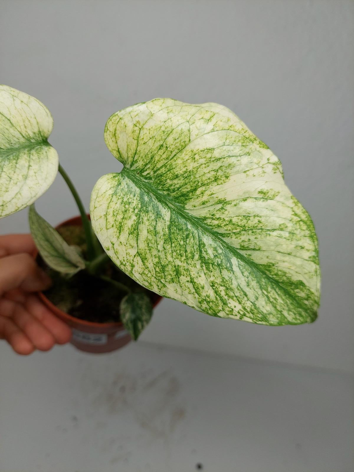 Monstera Mint