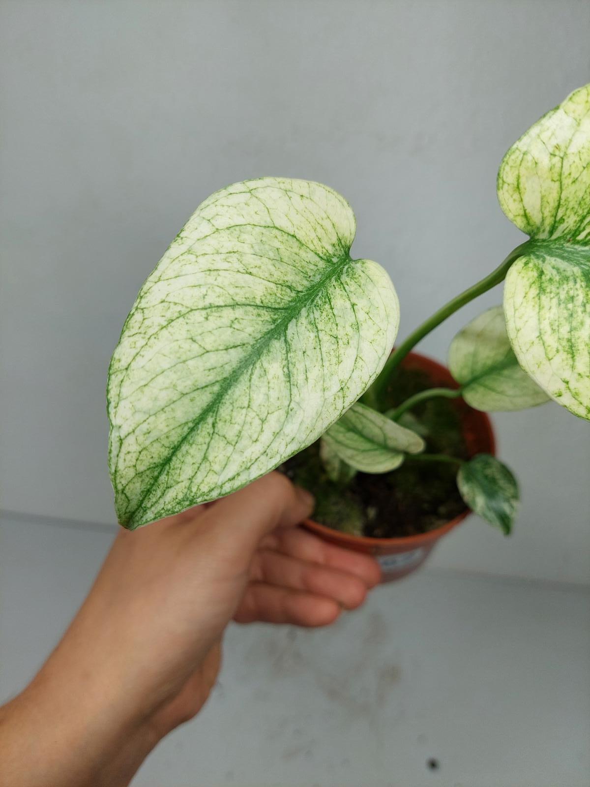 Monstera Mint
