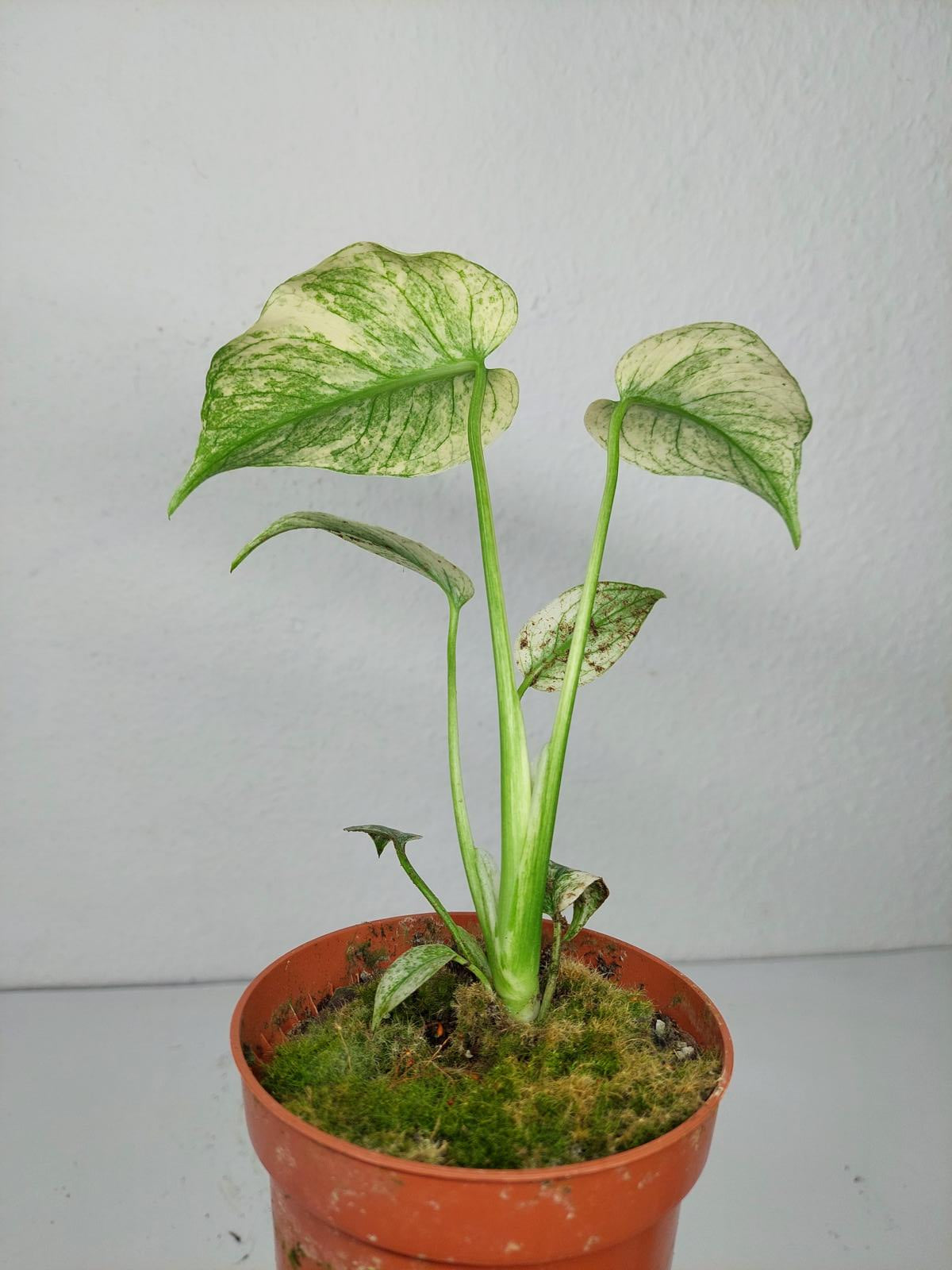 Monstera Mint