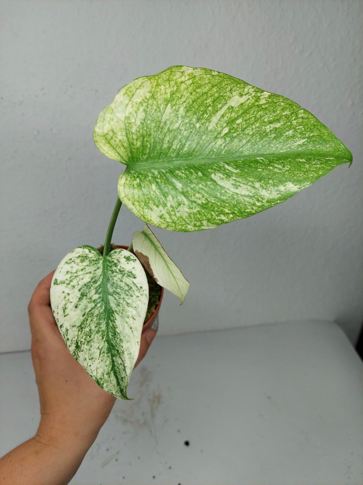 Monstera Mint