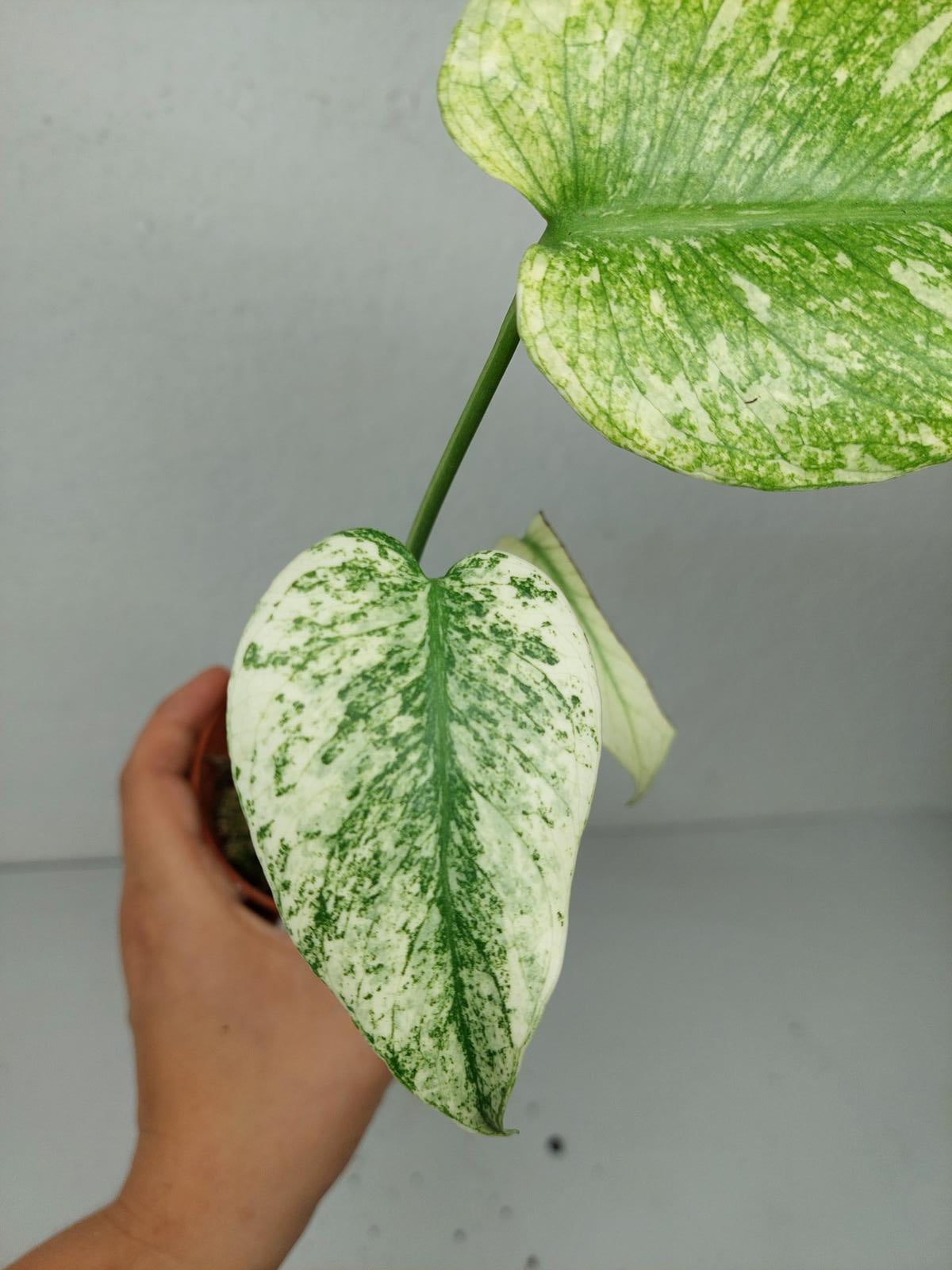 Monstera Mint