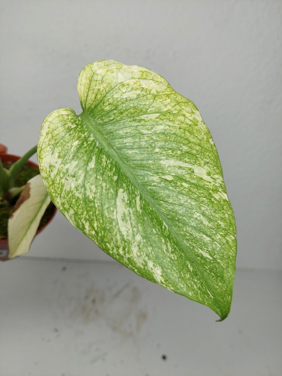 Monstera Mint
