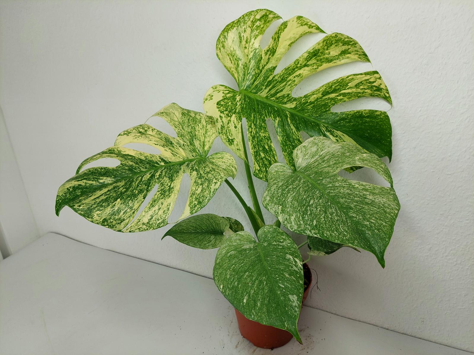 Monstera Mint Adult