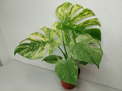 Monstera Mint Adult